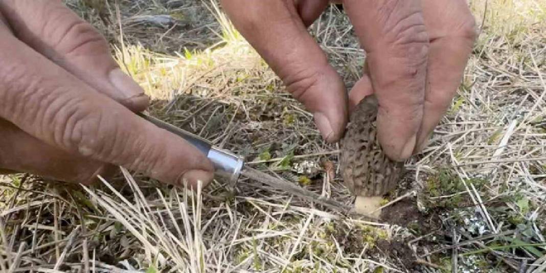 Kilosu 1.000 TL’den ormanları süslüyor: Vatandaş ormana akın ediyor 4